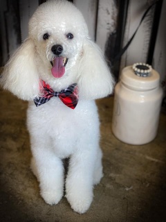 Southern Paws Dog Grooming y Spa